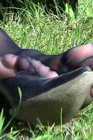 [feetweek性感丝袜